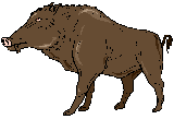 Sanglier