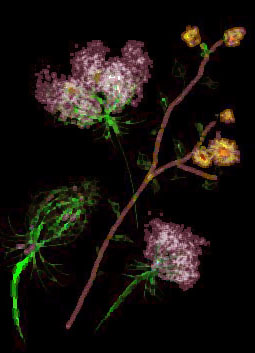 Quelques cr�ations num�riques