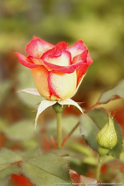 Pens�es pour Claire-Gina et  pour Chanou