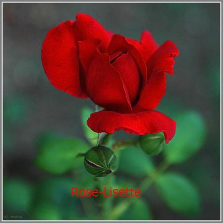 Merci, Ch�re Nina !